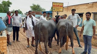 👍 आज देखें 18-22 लीटर दूध की 8 मुर्रा भैंस जा रही राजस्थान व मध्यप्रदेश , पुरी वीडियो ज़रूर देखें 
