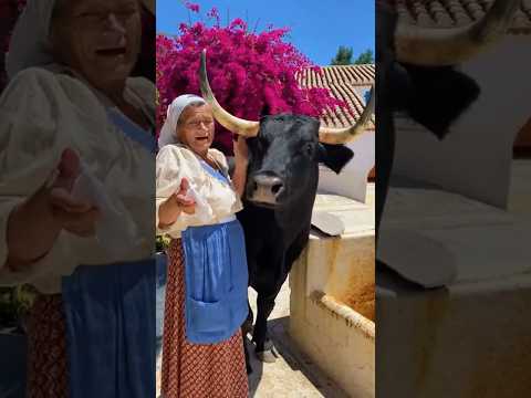 Una abuela limpia los cuernos de un toroโฆ como si fuera su nieto ๐ฑ๐๐ง #shorts #toros #bulls