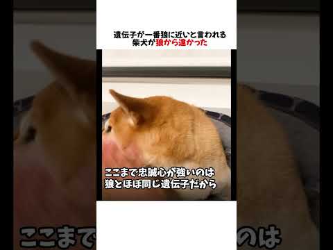 遺伝子が一番狼に近いと言われる柴犬が狼が遠かった