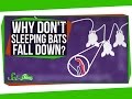 Understanding Bat's Hanging Mechanism