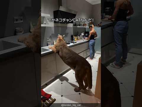 【巨大ネコ】ピューマの可愛さがわかる1分解説