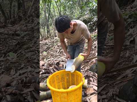 #Short Video #bamboo Catting 💗👍🙏....