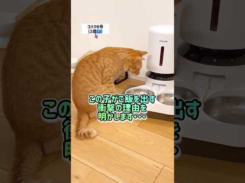 AI動画じゃない本物のオトコ(猫)#兄妹猫 #コハク8号 #茶トラ #cat #三毛猫 #shorts