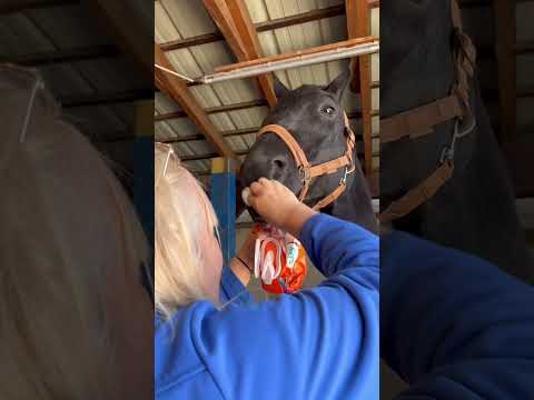 Ma maman prépare mon cheval