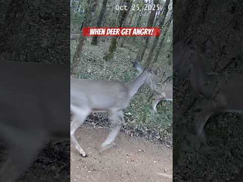 Mother Deer Gets ANGRY Protecting Her Fawns | Rare Deer Behavior Caught on Camera! #shorts