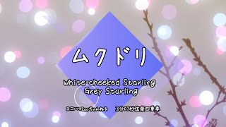 昔から馴染みある鳥～ムクドリ～（ White-cheeked Starling/ Grey Starling）３分7秒弦楽四重奏BGM　2023/11/9
