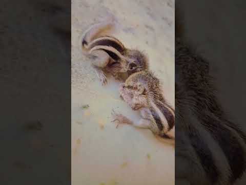 #squirrels #squirrel #animallove #animalbaby #goodmorning #ytshorts #viral #dailyroutine #cutebaby