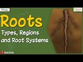 Plant Root Systems and Functions
