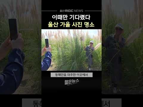 이때만 기다렸다‥<strong>울산</strong> 가을 사진 명소는?