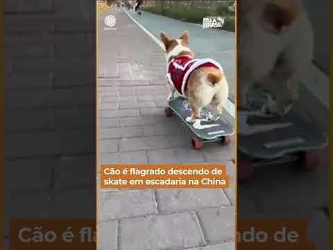 Alerta de fofura! 🥰 Cão é flagrado descendo de skate em escadaria na China #Shorts #FalaBrasil