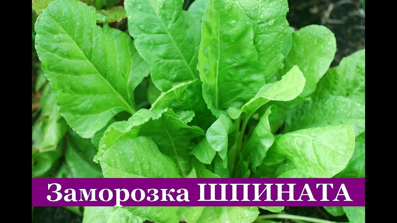 Шпинат на зиму (2 способа) - пошаговый рецепт