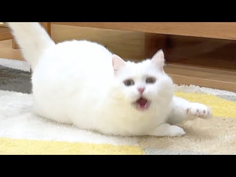 興奮しすぎて我を忘れた猫がこちら…笑