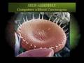 Inspired by Nature: Biomimicry and Design