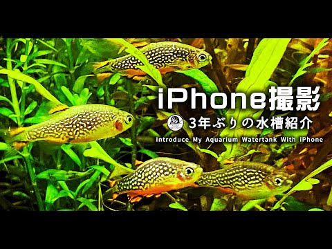 【アクアリウム】iPhone撮影で3年ぶりに水槽紹介をしてみる◆Introduce My Aquarium With iPhone