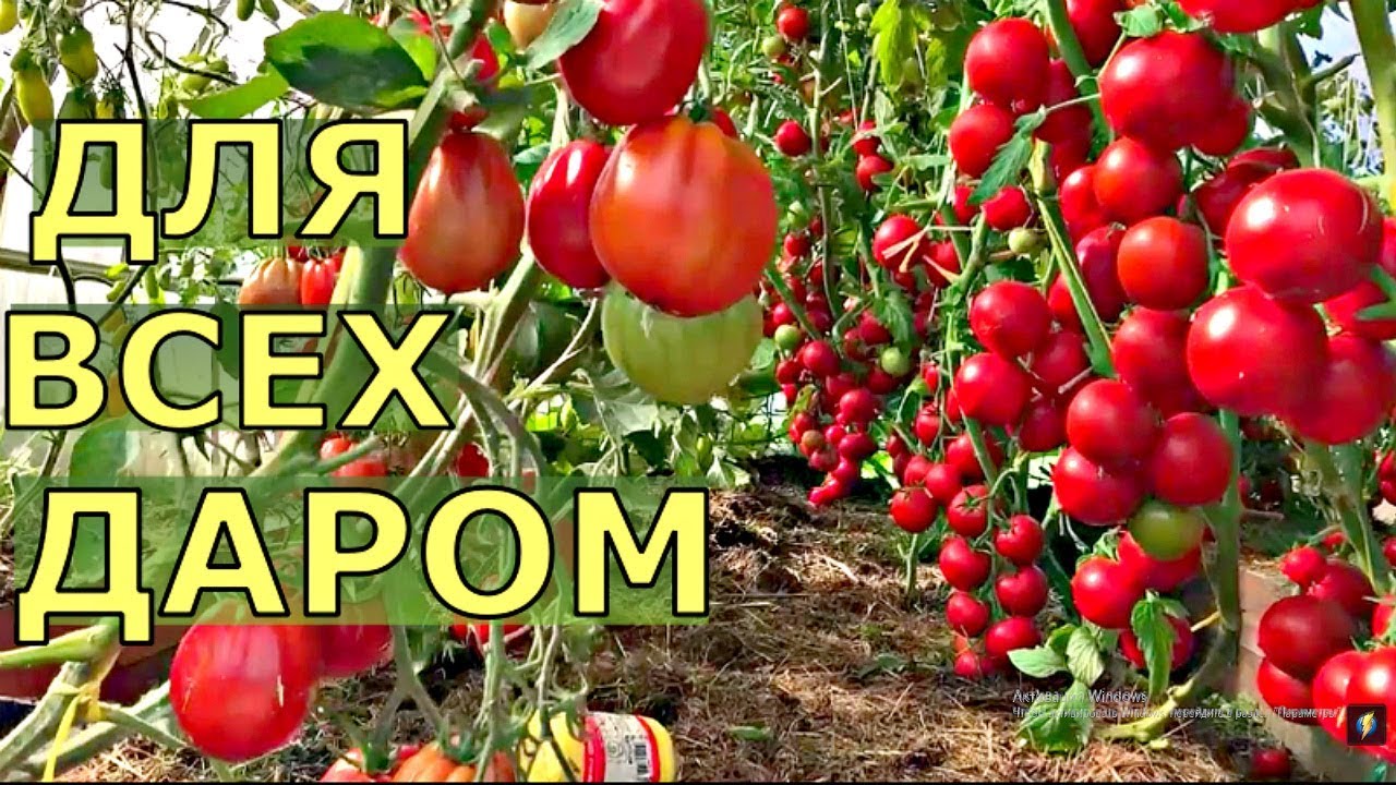 Семена томатов бесплатно для подписчиков