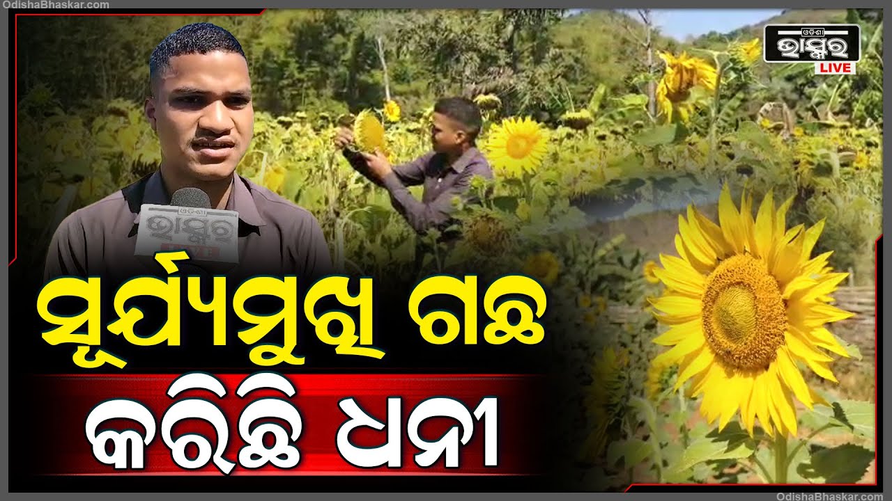 ମିଳୁନି ସରକାରୀ ପ୍ରୋତ୍ସାହନ କି ପରାମର୍ଶ, ତଥାପି ଏକର ଏକର ଜମିରେ ସୂର୍ଯ୍ୟମୁଖୀ ଚାଷ କରି ଖୁସି ଅଛି ଚାଷୀ