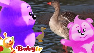 No Mundo Animal | Descubra curiosidades sobre os gansos! 🦢 @BabyTVBR
