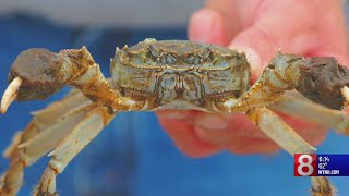 Scientists see increase of mitten crabs in Connecticut