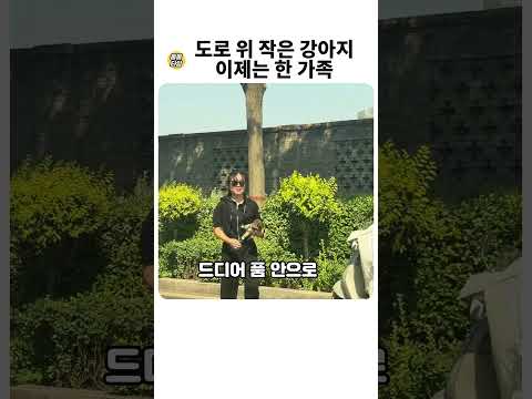 도로 위 작은 강아지, 품에 안았다가 가족이 됐다
