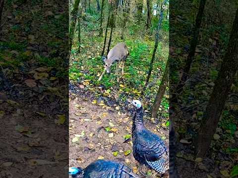 Turkey and Deer Friendship in the Wild | “Friends” Song Background 🦌🦃#shorts