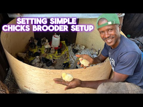 How to make a Simple Homemade Chick Brooder and Day One Feeding chicks  Guide for Beginners