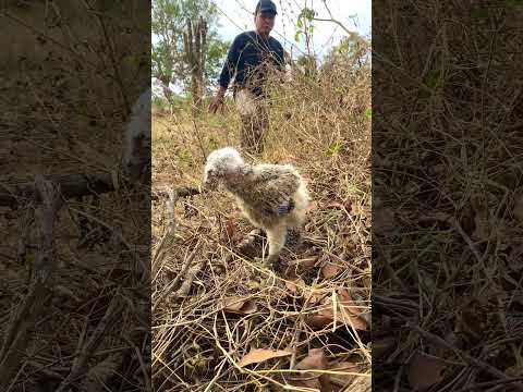 A man walking in the forest saw a baby eagle in a nest.part1#short #love #new #dance #birds #uk #yt