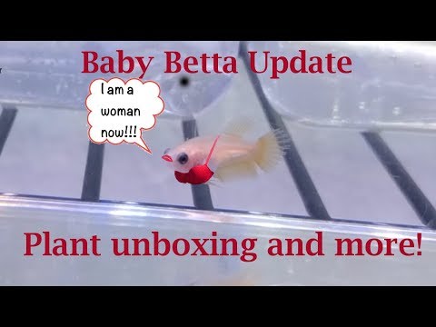 Baby Betta Update, Plant unboxing and more I open a small order from H20 Plants, talk about detritus worms, gender identification in juvenile b