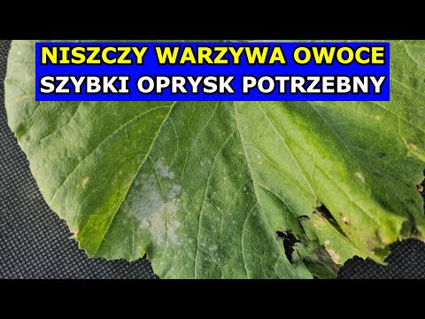 PILNE! Skuteczny Oprysk na Mączniaka prawdziwego. Cukinia, Ogórek, Winorośl, Biały Nalot na Liściach
