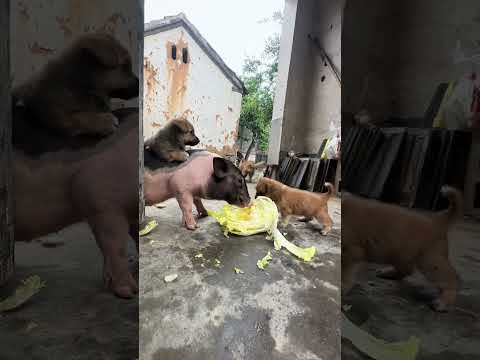 When the dog hears thunder, the Cute Project of Everything, original work by Dog Golden Sun