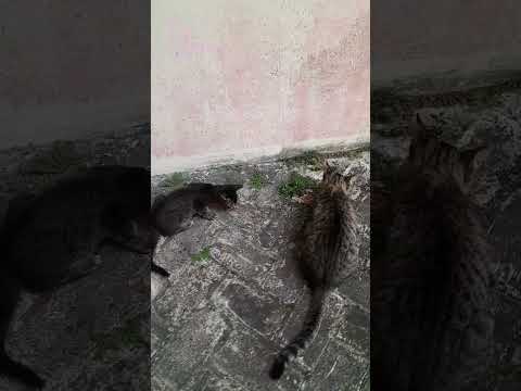 Lunch together.. 🤗 #shorts #cat #funnycats #youtubeshorts #kucinglucu