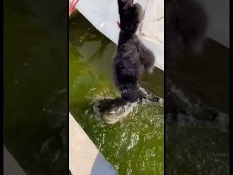 Cocodrilos haciendo giro de la muerte #viral #foryou #reptiles #animal #crocodile #alligator