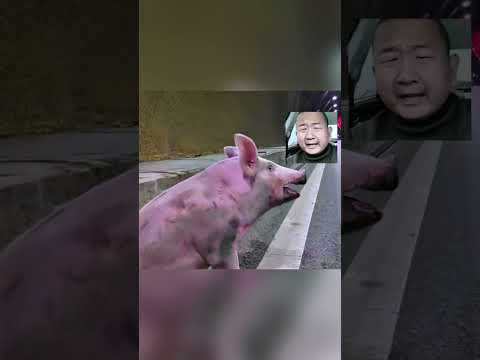 pool piggy #funny #pig #pet #funnyvideo #animals #shorts