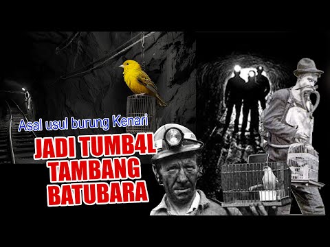 MEREKA DIJADIKAN TUMB4L DI TAMBANG BATUBARA, KASIHAN !! MUNGAK SEJARAH & ASAL USUL BURUNG KENARI