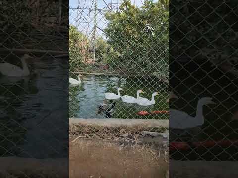 duck and duckling ✨️