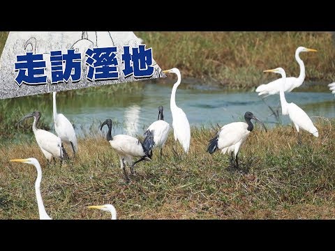 【溼地保育】走訪溼地｜溼地的價值是什麼？(我們的島 第935集 2017-12-25) - YouTube(19分14秒)