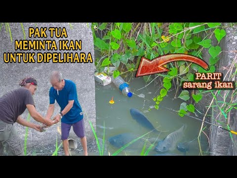 Semudah ini!! Mancing di parit kecil ikan ngumpul kelaparan