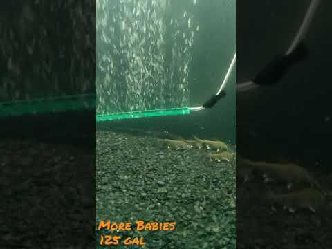 New Catfish! Some new baby Blacktip Sharks, they're so cute!