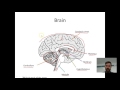 Brain Functions and Structures