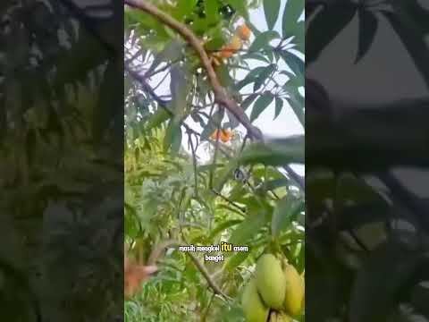 panen mangga beras #shorts #budidayatanaman #buahbuahan #viral #berkebun #harvest #fruit #mango