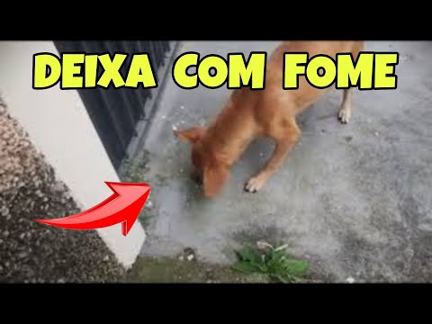 A gente deveria ter deixado a cachorrinha de rua passar fome ??