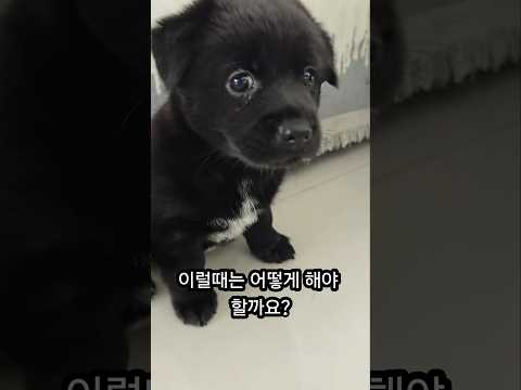 입양와서 울기만 하는 꼬물이 #강아지 #꼬물이 #아기강아지 #강아지입양