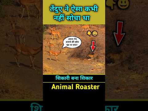 चमेली ने तेंदुए का प्लान चौपट किया leopard vs impala #shorts