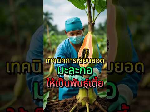 สกิลเทพ! มะละกอสูง 4 เมตร → กลายเป็นต้นจิ๋ว #มะละกอ #เกษตรบ้านๆ #DIYเกษตร #ปลูกผักผลไม้ #Grafting