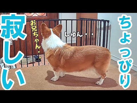 一人暮らしの長男がアパートへ帰った後はちょっぴり寂しくなるコーギー犬