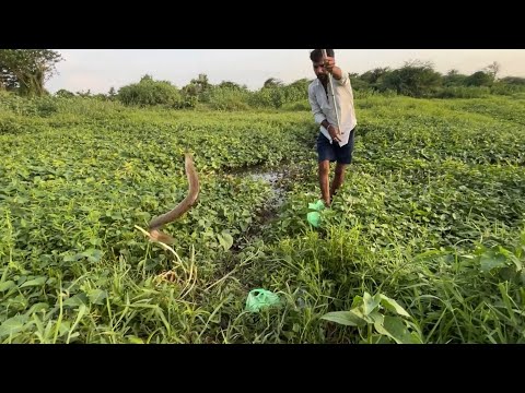 Under grass fishing | village fishing video catch baam fihes | singel hook fishing