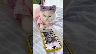 Первая любовь такая хрупкая..❤️‍🩹#cat
