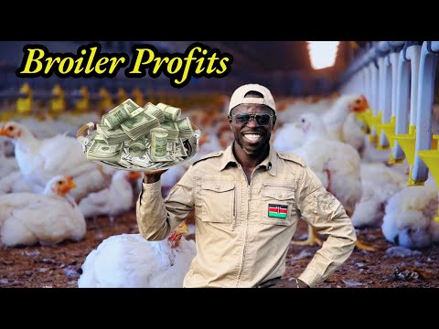 How Much Profit Does a First Timer Make From 100  Broilers