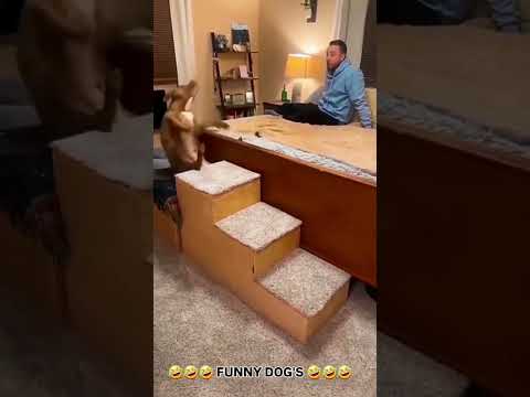 🤣🤣🤣 FUNNY DOG'S 🤣🤣🤣 #ganeloft039 #like #share #petshub #pets #youtube #tiktok #dog #funny #petlover