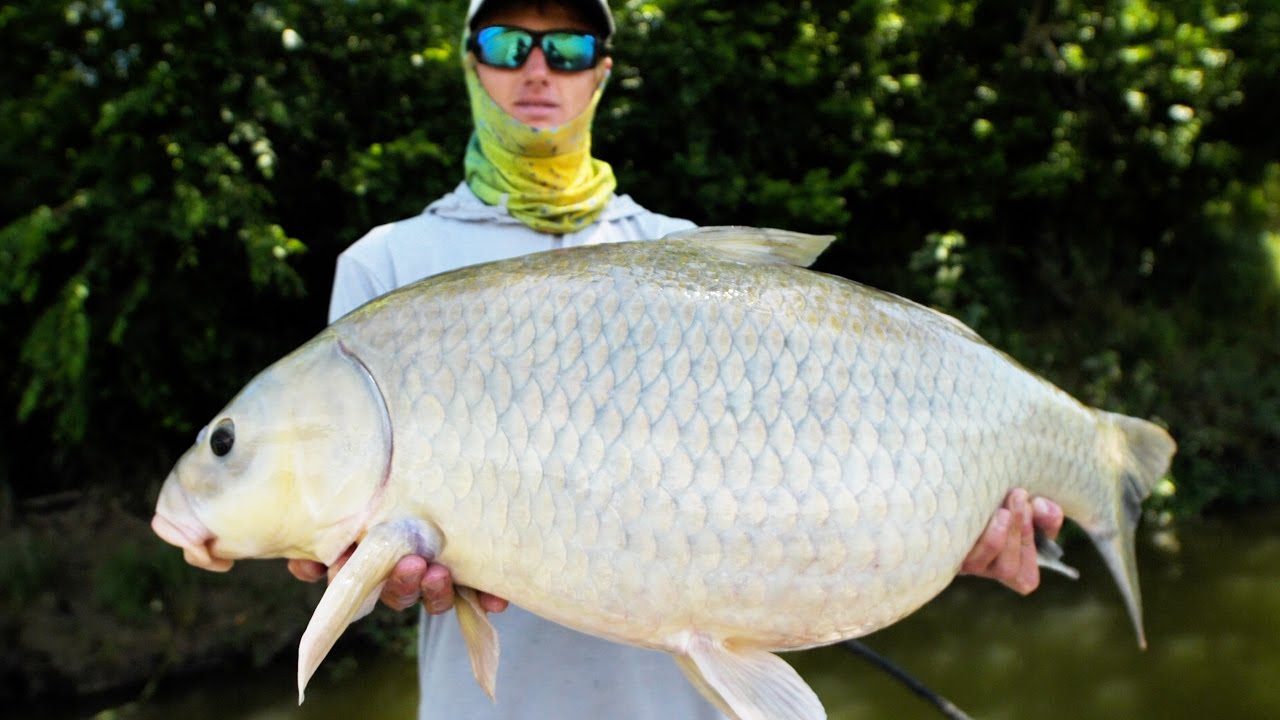 GIANT RIVER BUFFALO FISH! Fishing Frogs for Bass Under Trees