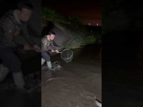 Simple catch cutfish